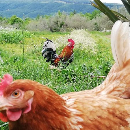 Eco Camp Supot Otel Šmarje Dış mekan fotoğraf