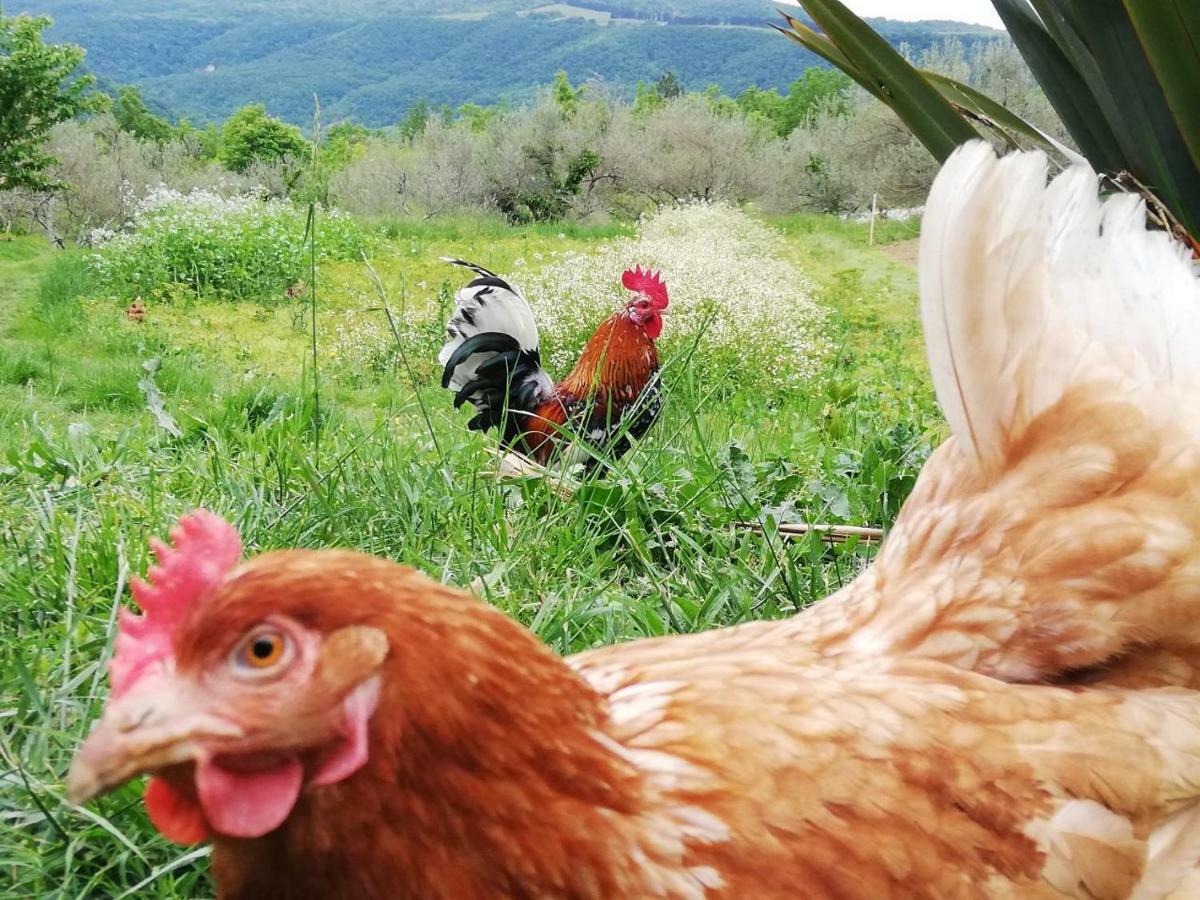 Eco Camp Supot Otel Šmarje Dış mekan fotoğraf
